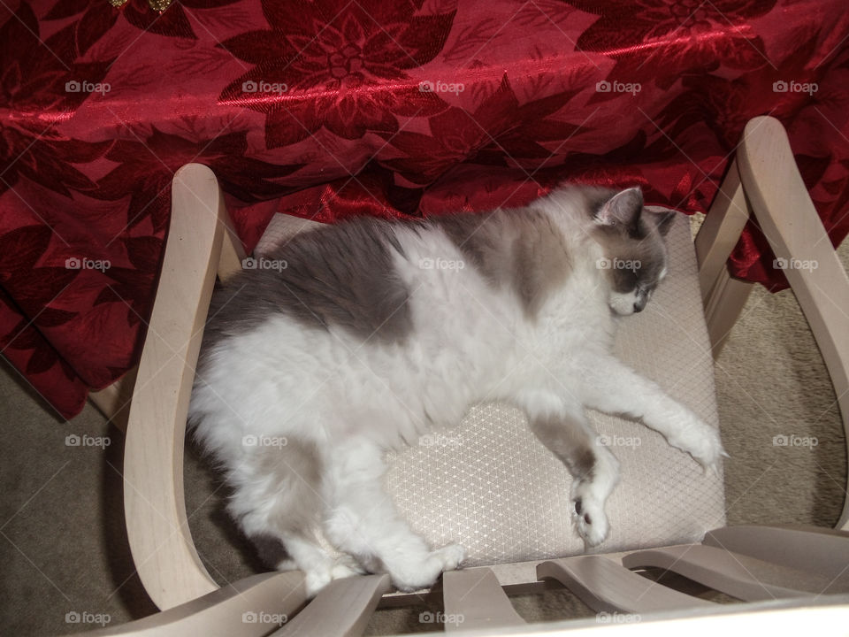 This lazy kitty sleeps all day