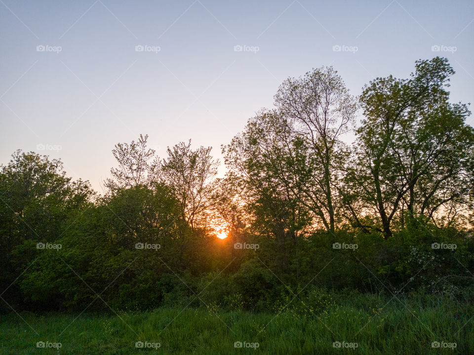 At sunset. Forest belt.