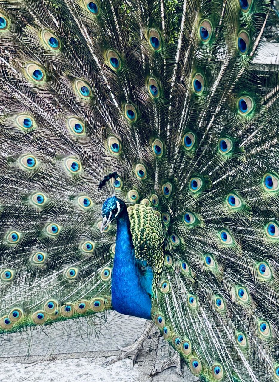 The Indian peafowl (Pavo cristatus), also known as the common peafowl, blue peafowl or peacock.