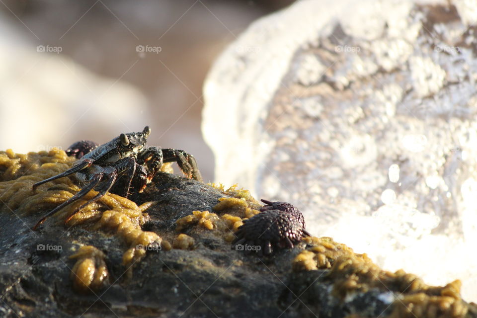 Black Crab Next to Splash of Water