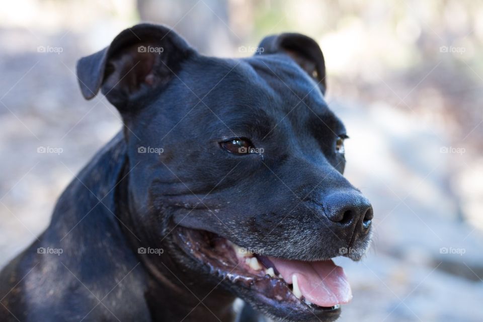 Male Staffy