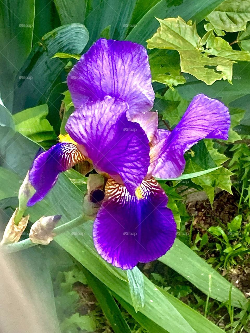 Purple Iris