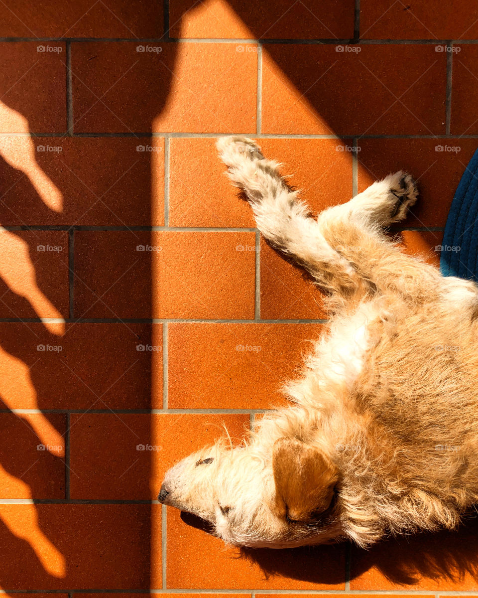 Lights on my Dog 😍