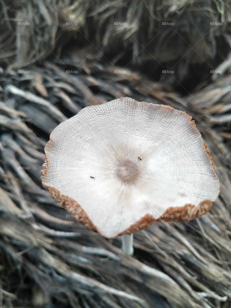 View of mushrooms growing from palm fruit bunches