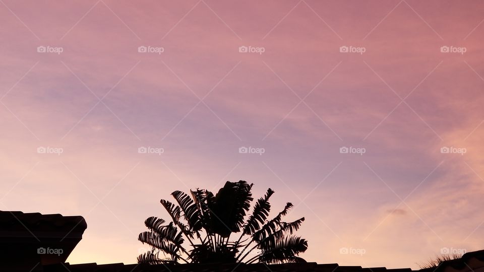 travelers tree sunset
