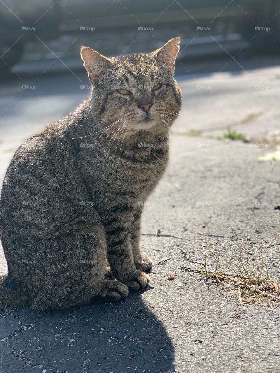 Stray cat that comes around 