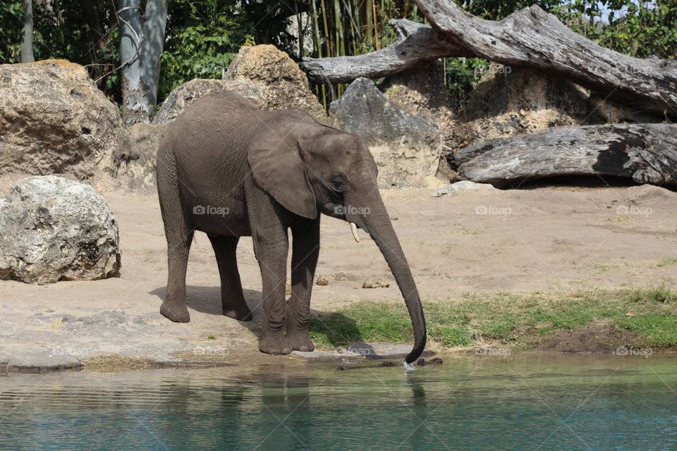 Elephant gulp