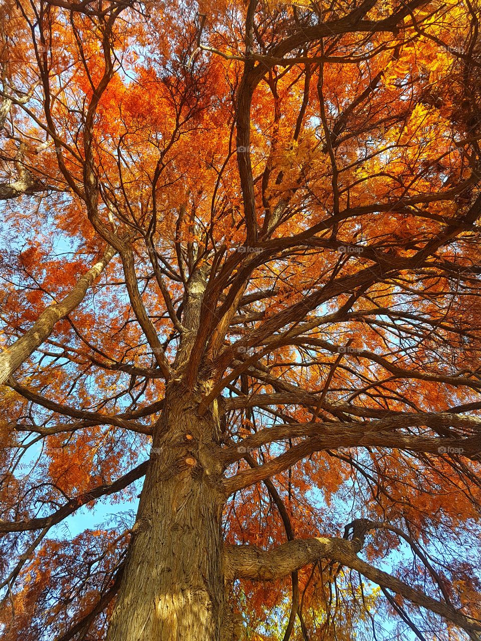 Autumnal - Cismigiu Park in Bucharest