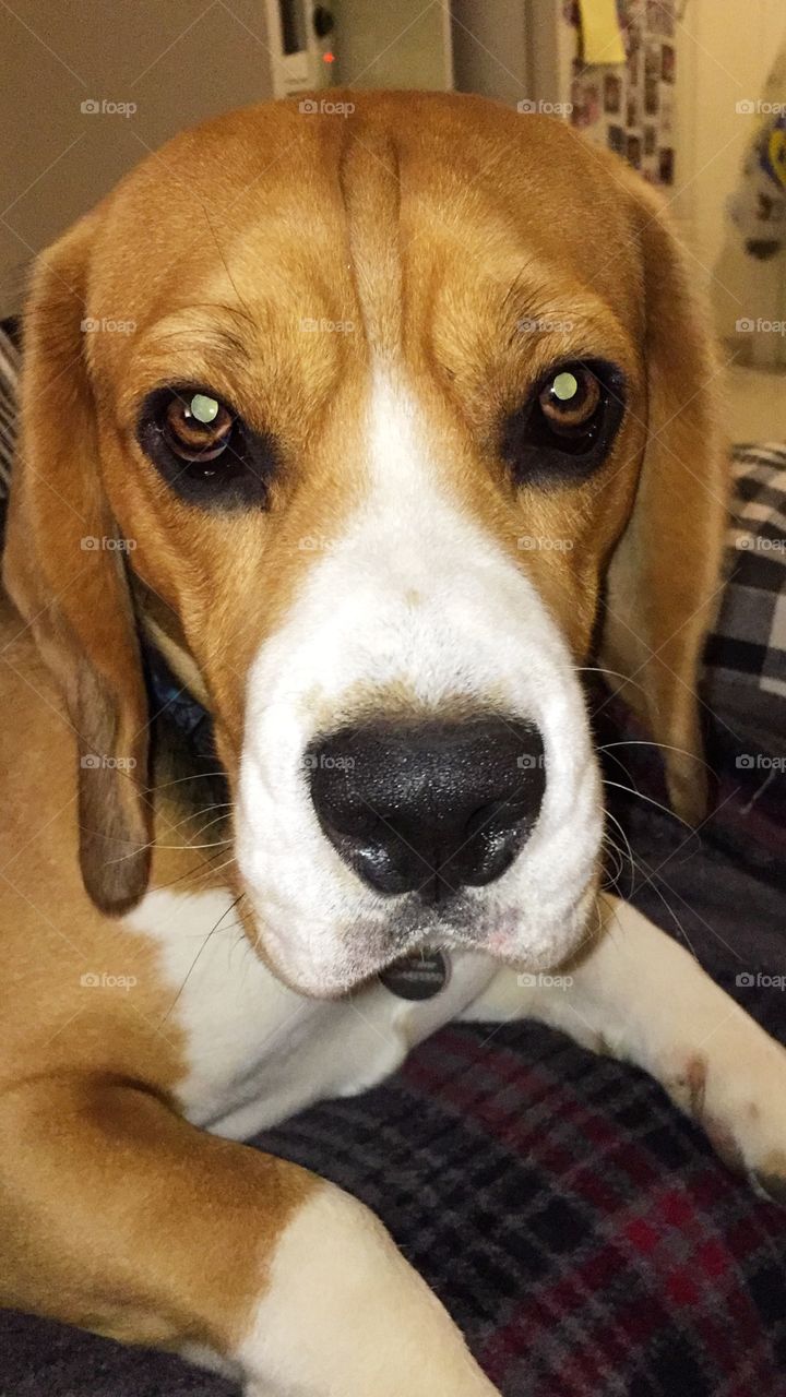 Lucas the beagle