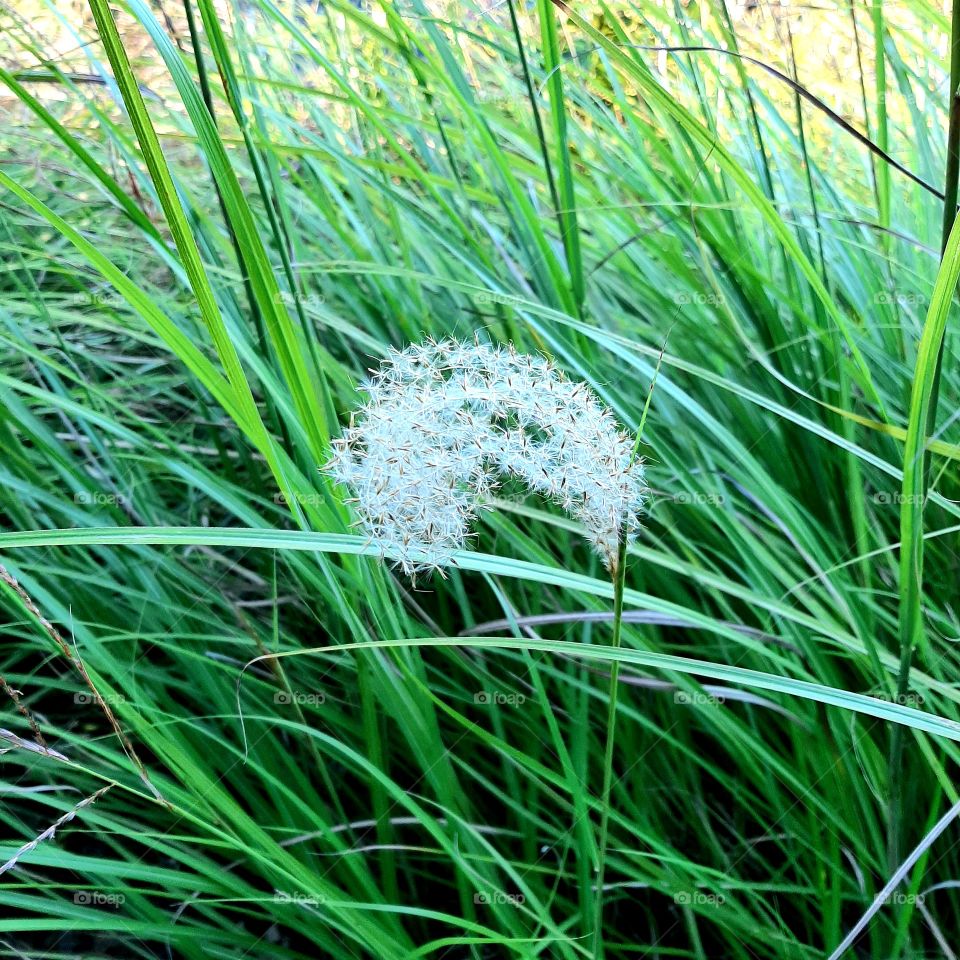 Ornamental grass.Nature.