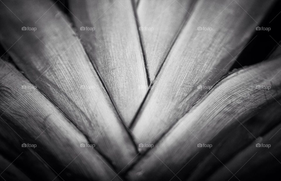 nature macro closeup palm by resnikoffdavid