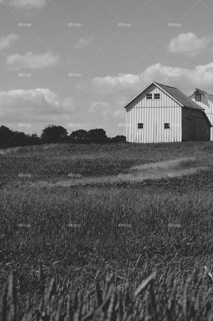 White Clouds and Barns