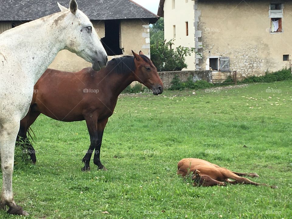 Horses family 