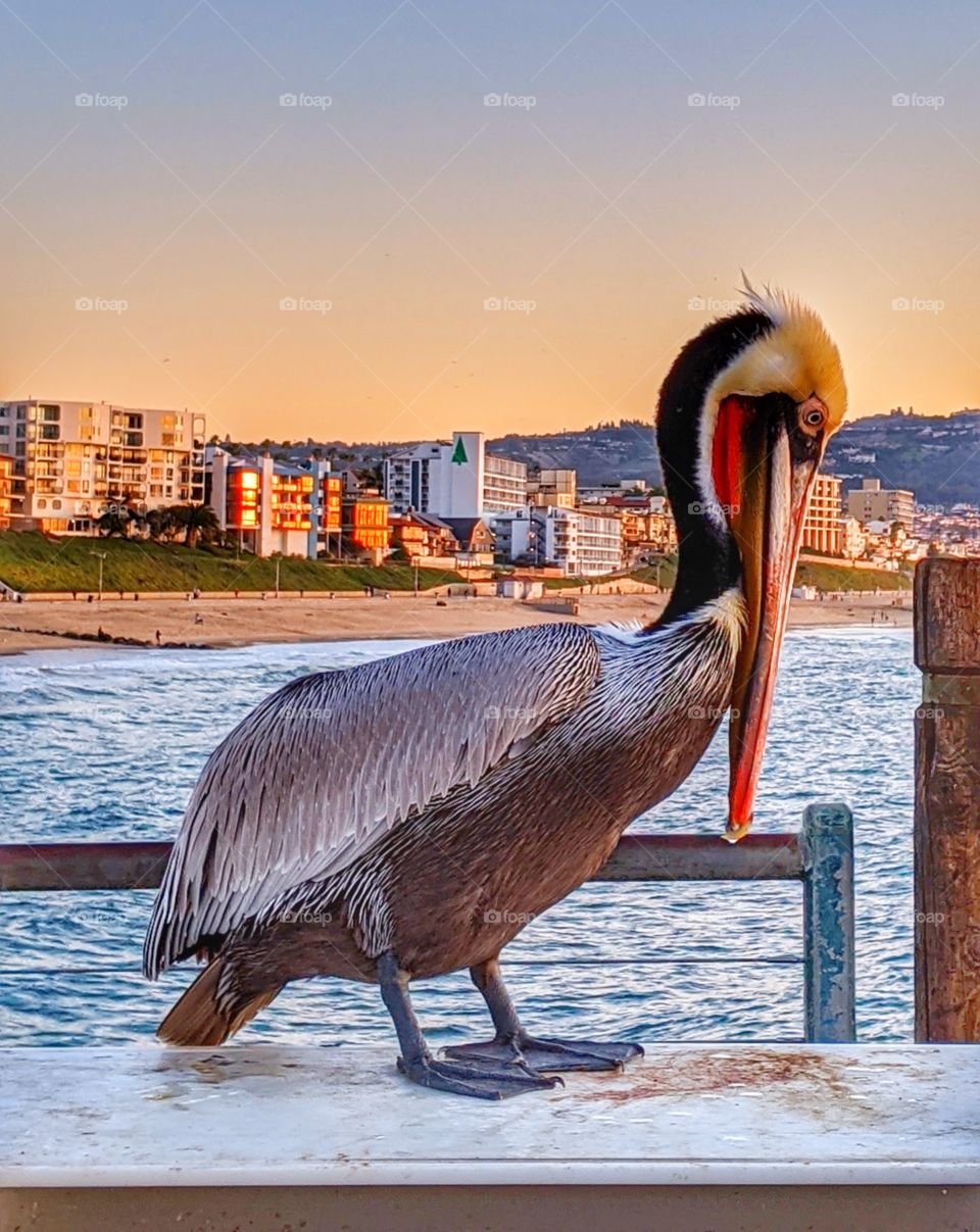 Beautiful and colorful California brown pelican hanging out at a pier during sunset.