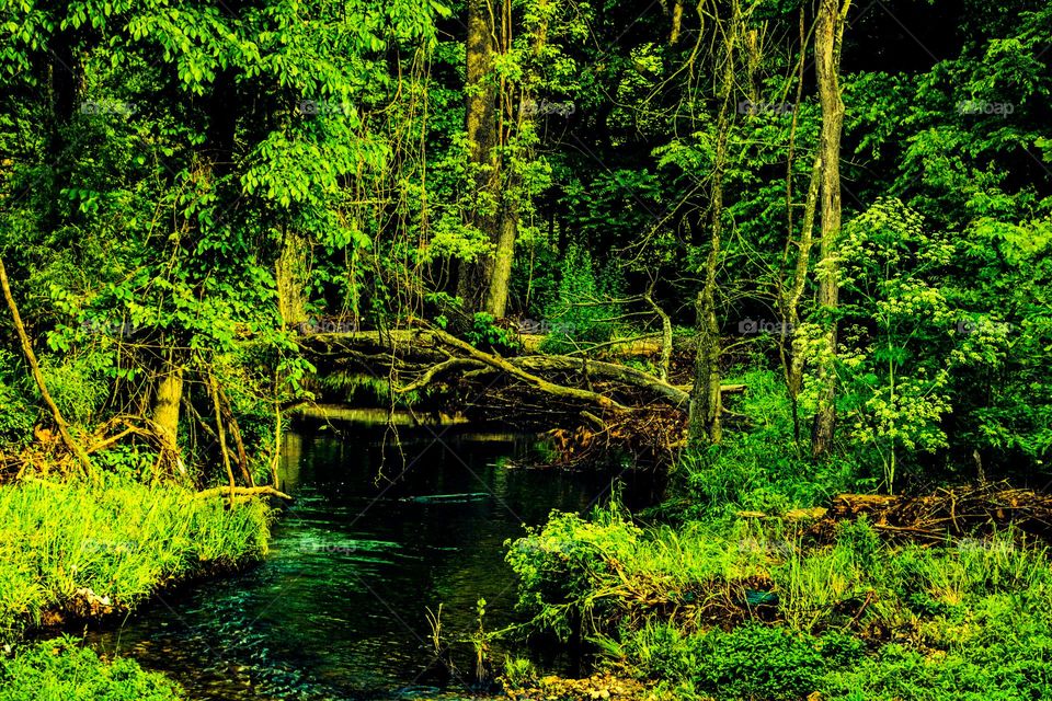 stream into the wilderness