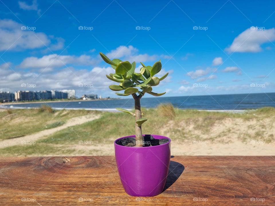 Potted plant