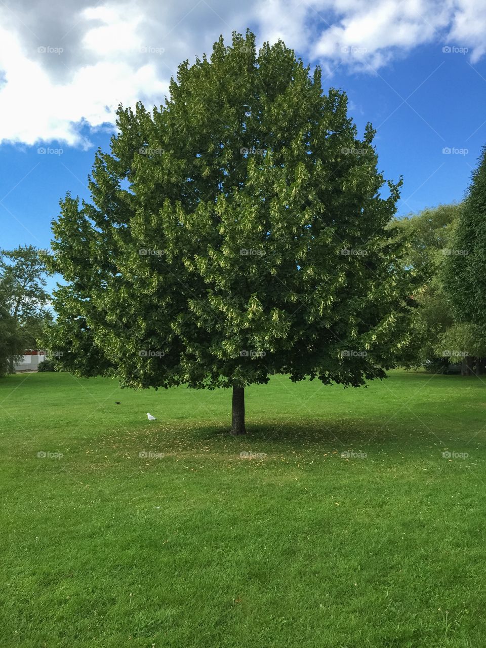 The perfect tree in Malmö