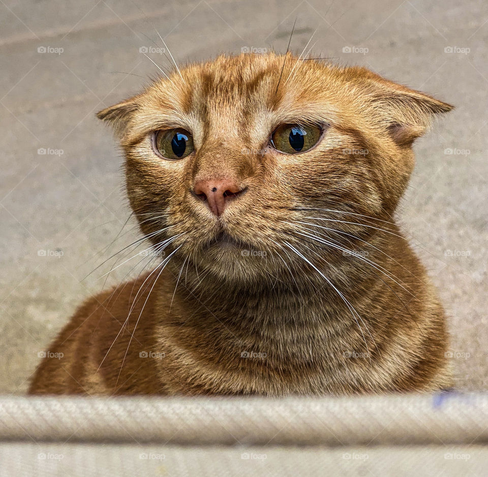Cute ginger tabby cat with his ears back ready to pounce 