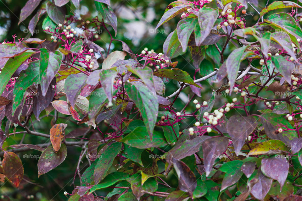 white little berries in a bush