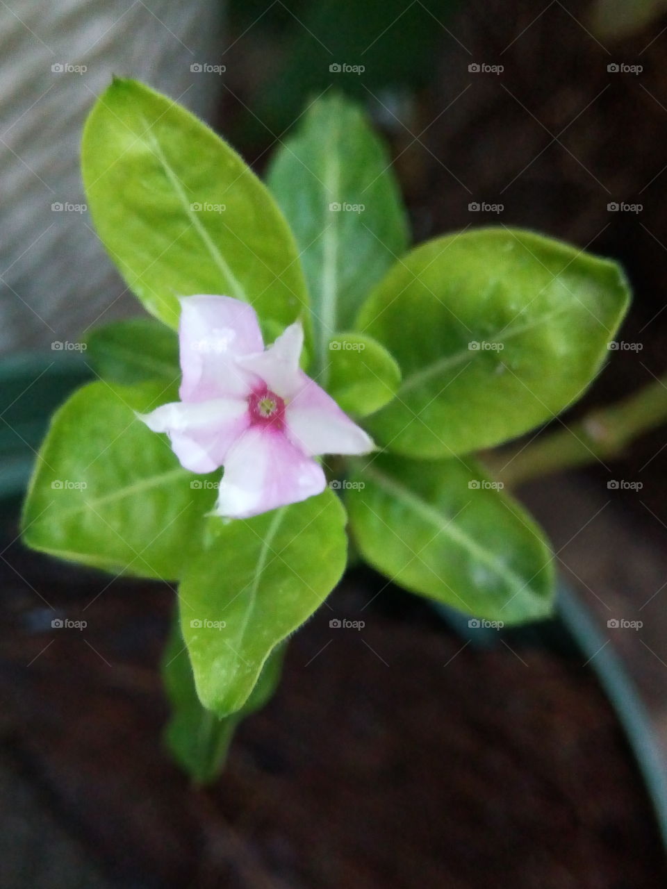 budding pink periwinkle