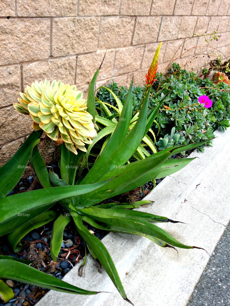 Urban Garden, Succulent Love!