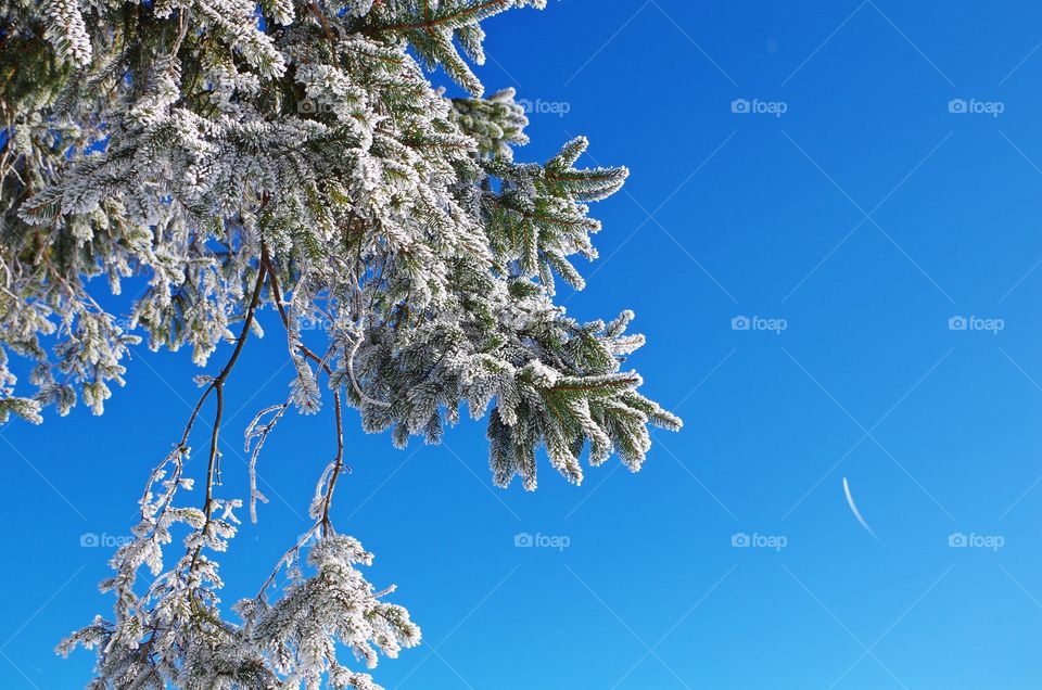 Snow on the Christmas tree with blue sky in winter