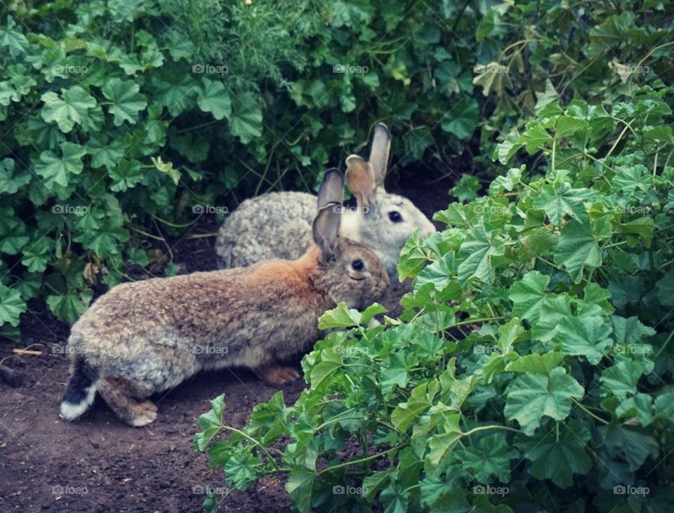 Bunnies#nature#plant#colors