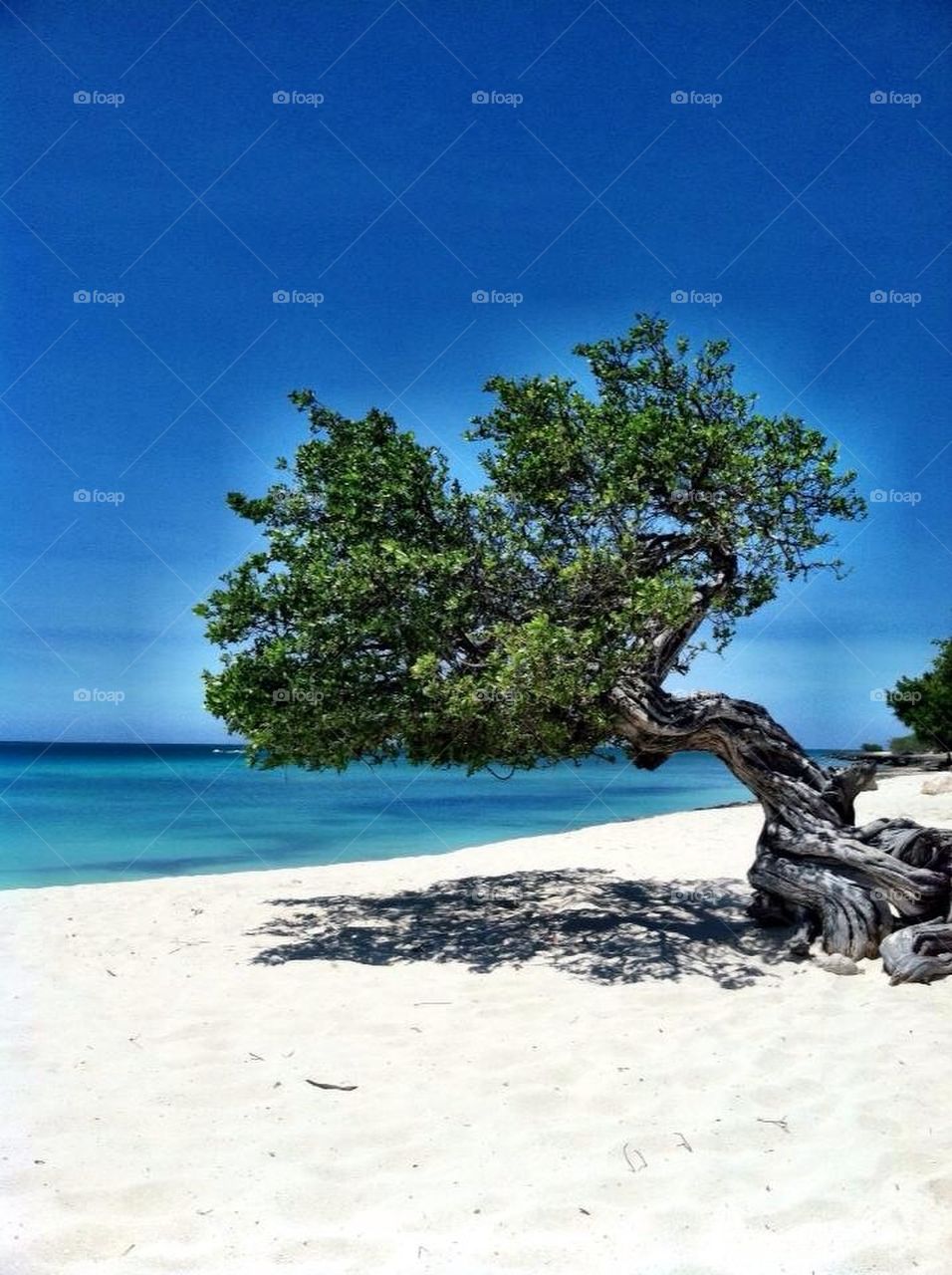 Divi divi tree