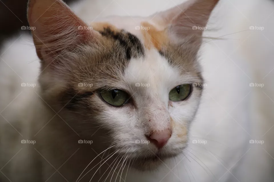 Cute cat