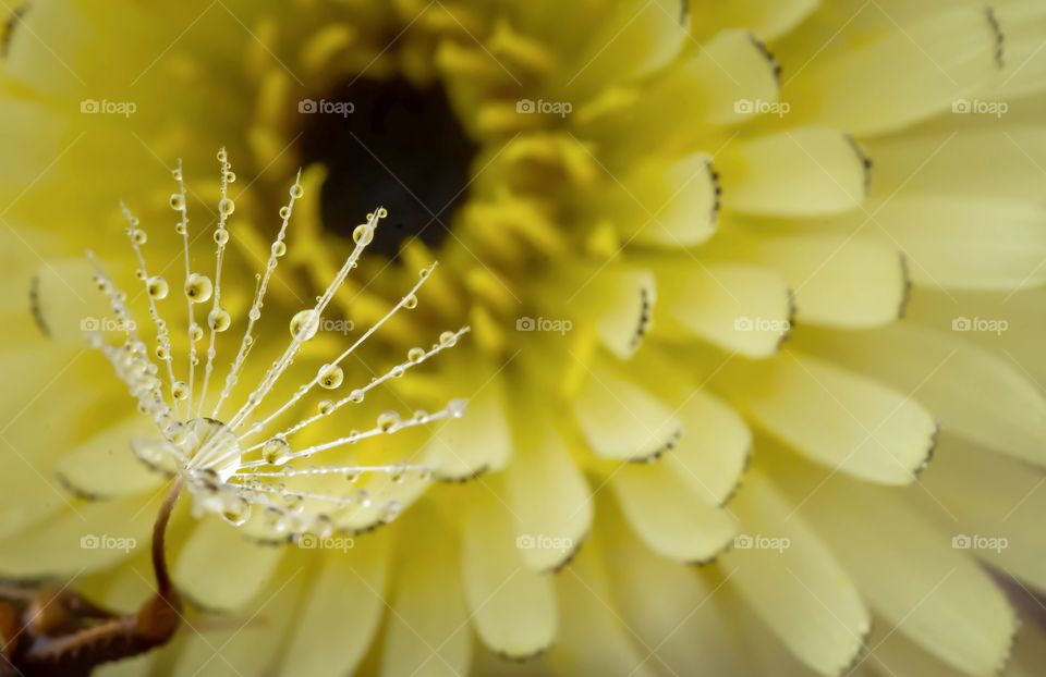 yellow flower in water drops