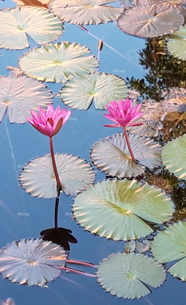 nymphea in Hotel leela goa