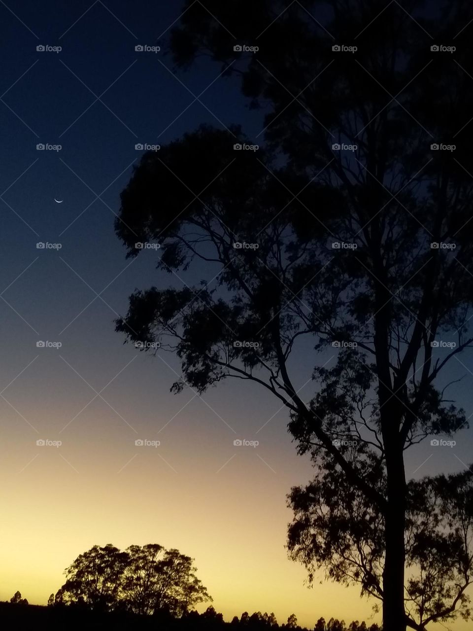 Silhouetted Gum Tree and crescent moon at blue hour