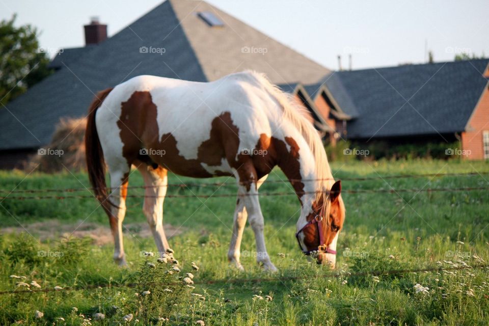 Beautiful paint horse 