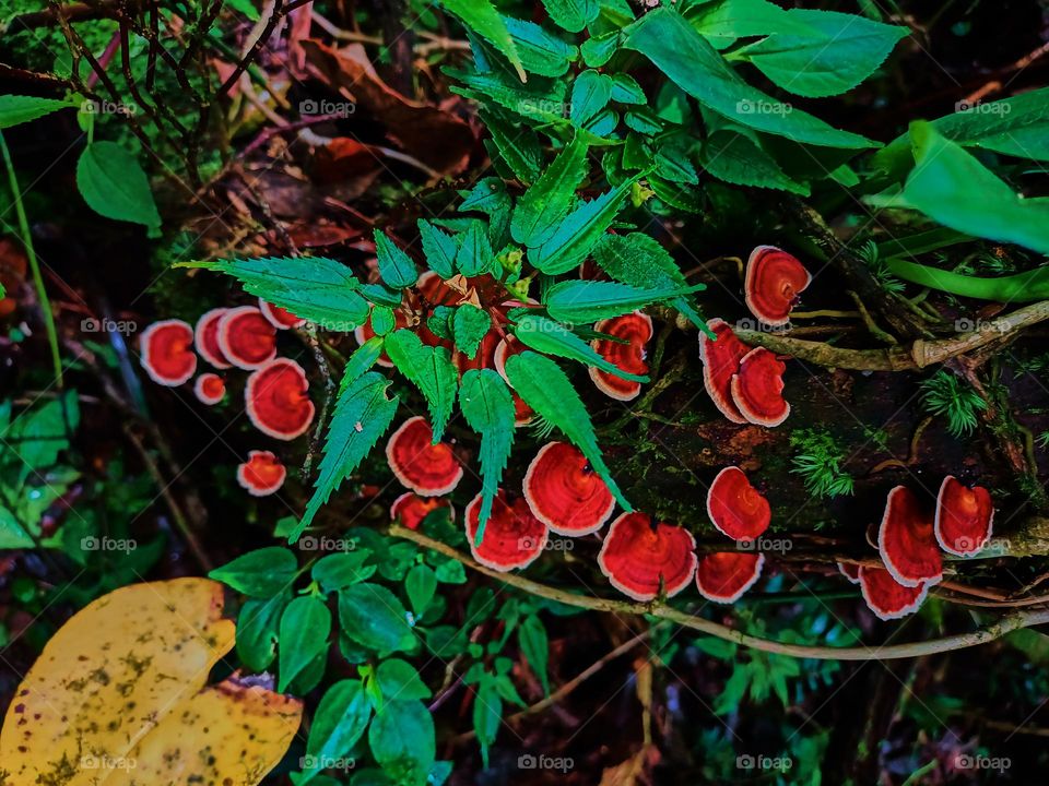 Wild mushrooms (microporus) grow in clusters on the forest floor.