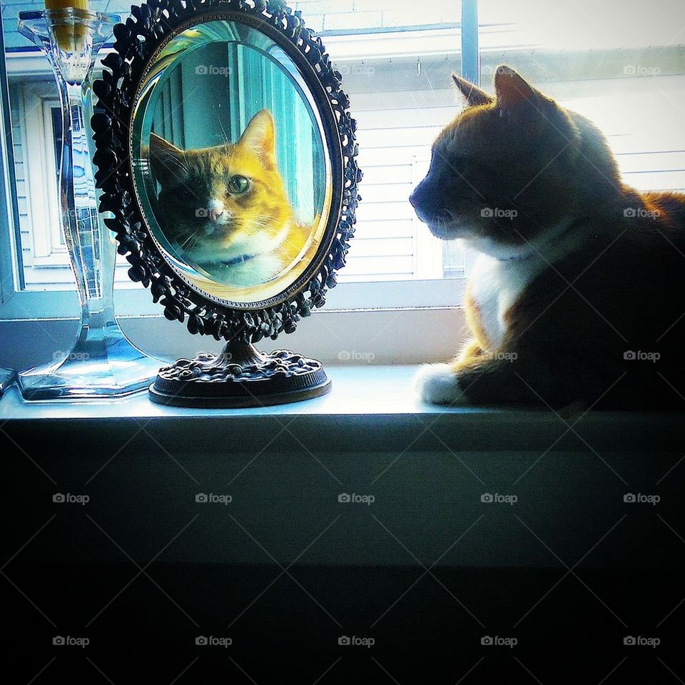 Cat Reflection 