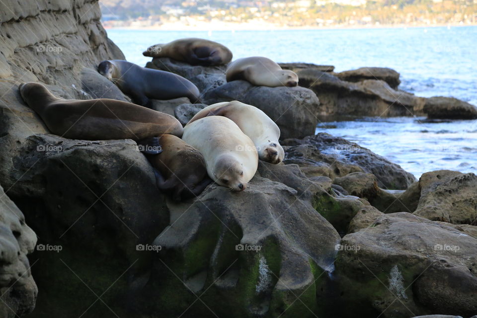 Sleepy seals . Seals captured at La Jolla Cove, Ca