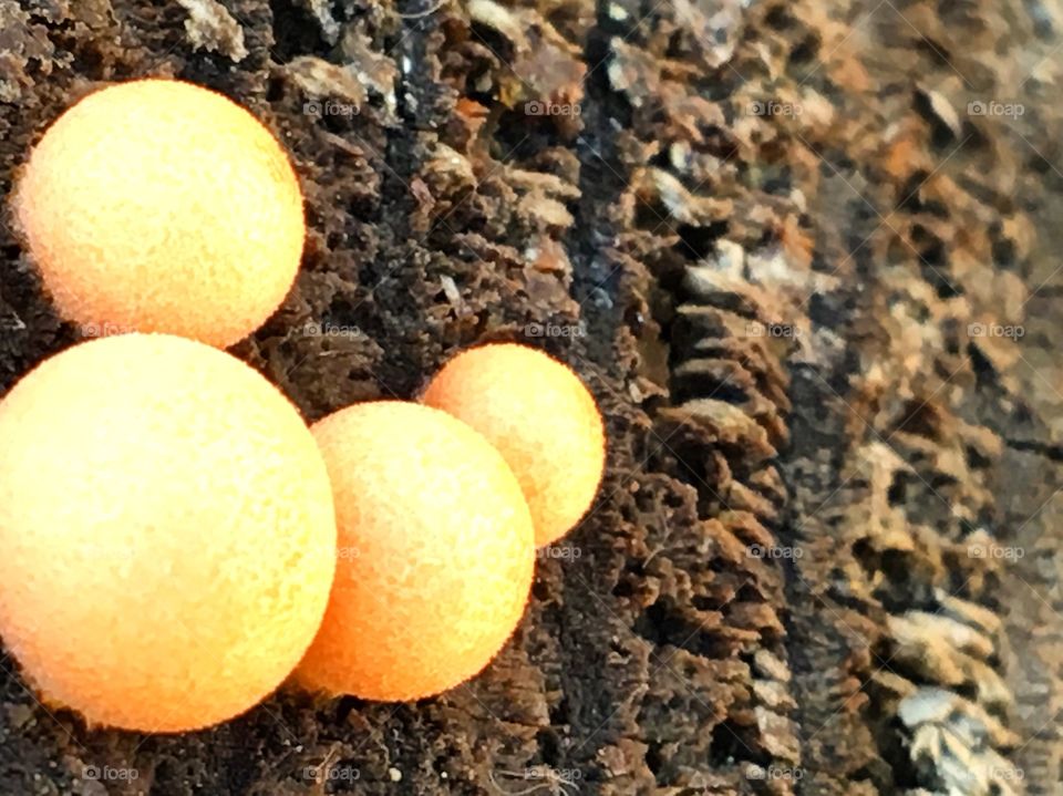 Fungus on log 