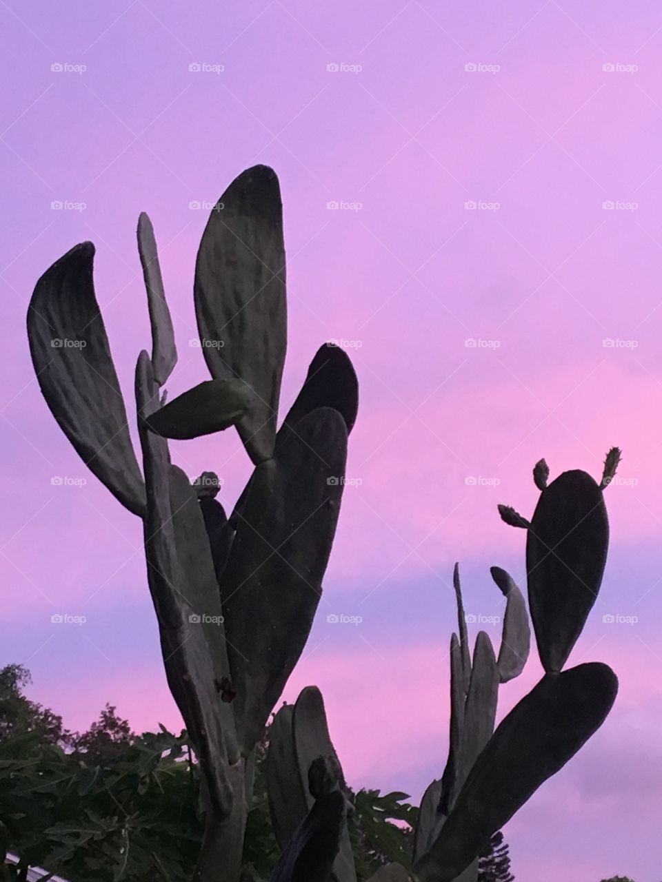 Cactus sunset 