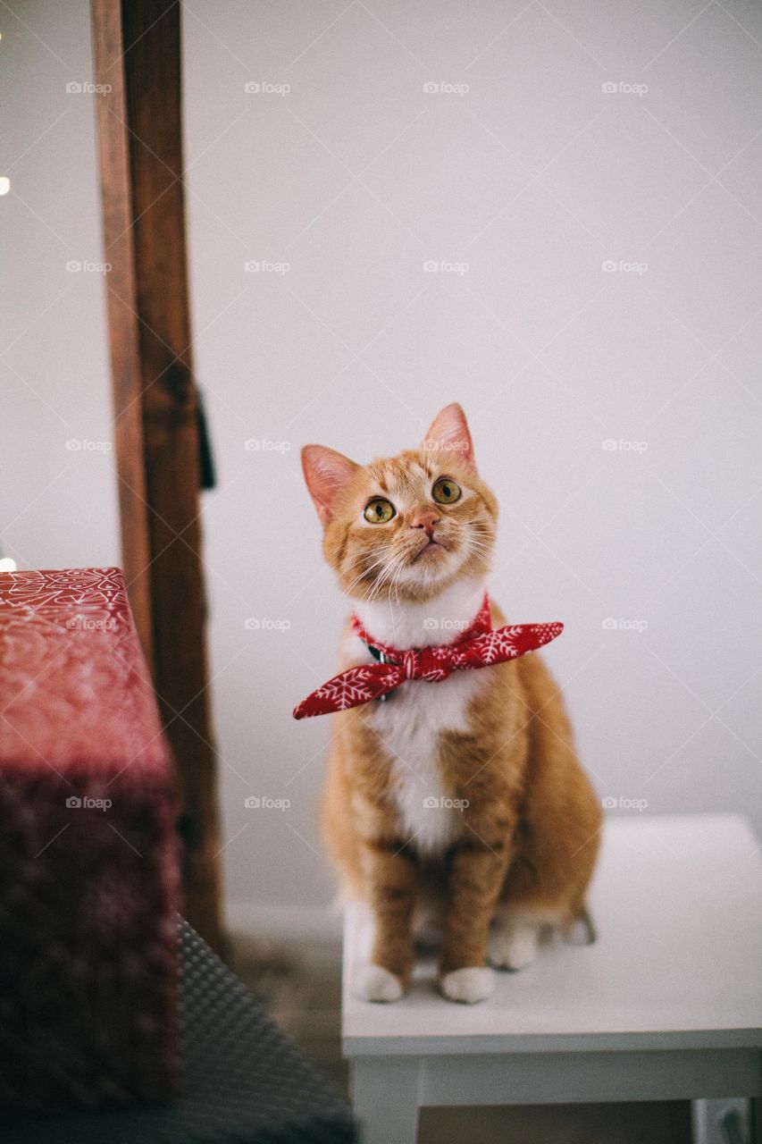 Cute Orange Cat With Scarf