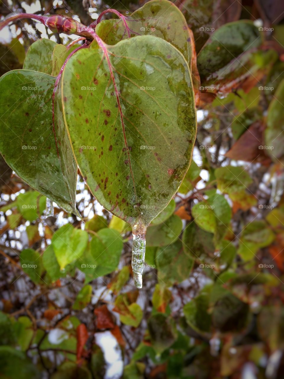 Leaves and ice