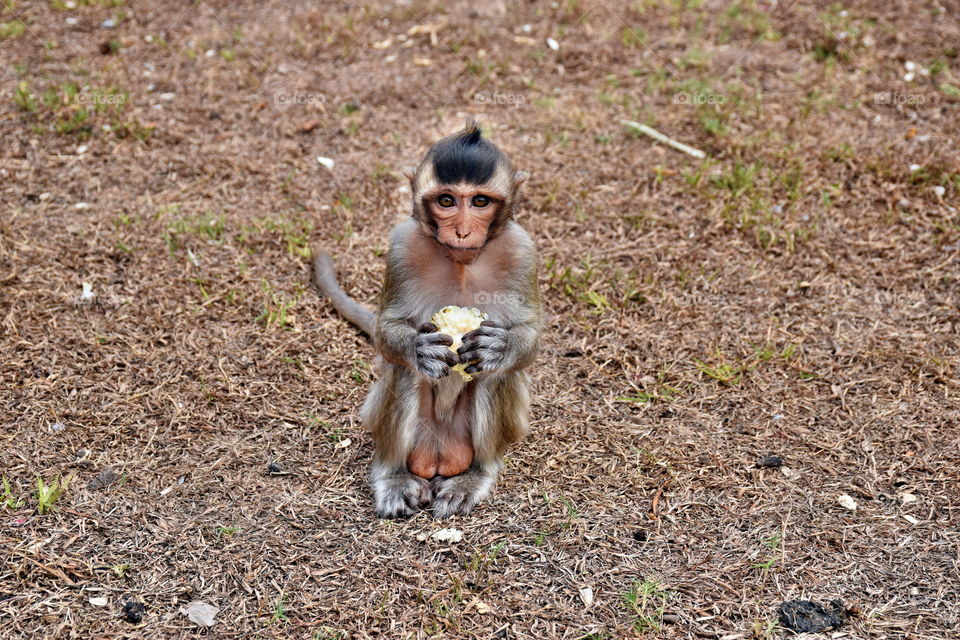 Baby monkey holding fresh corn