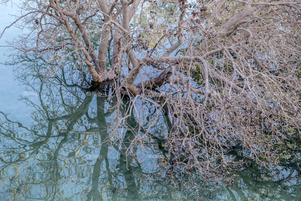 Mangrove tree with it's reflection in the sea