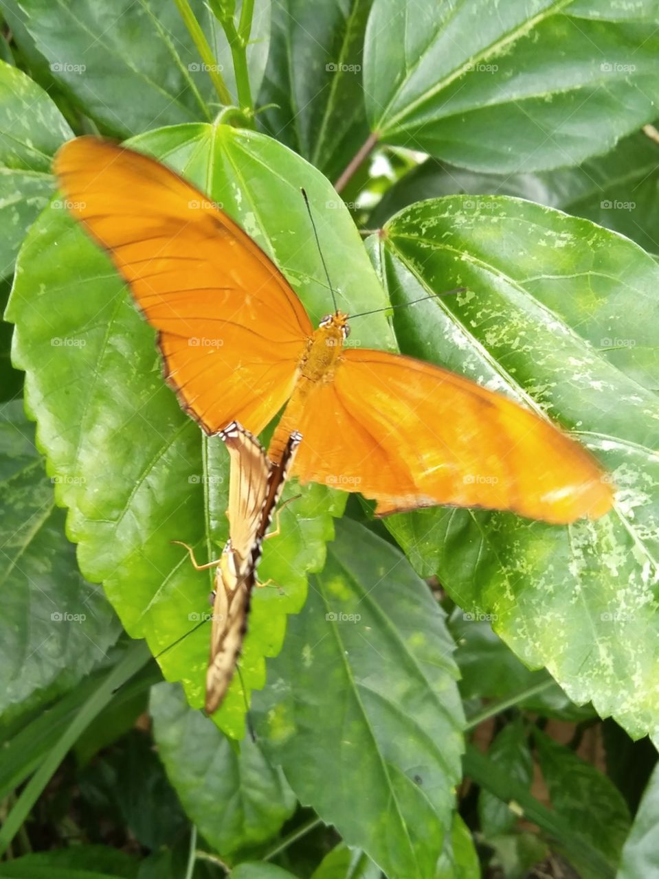 Butterfly in love.