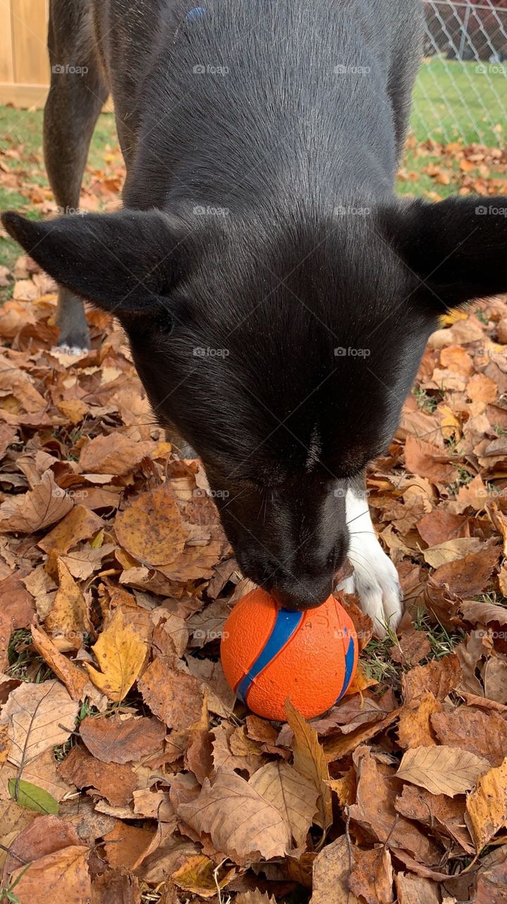fall leaves black dog blue eyes playing ball5