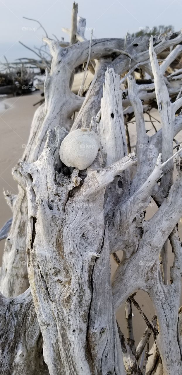 Seashell on driftwood