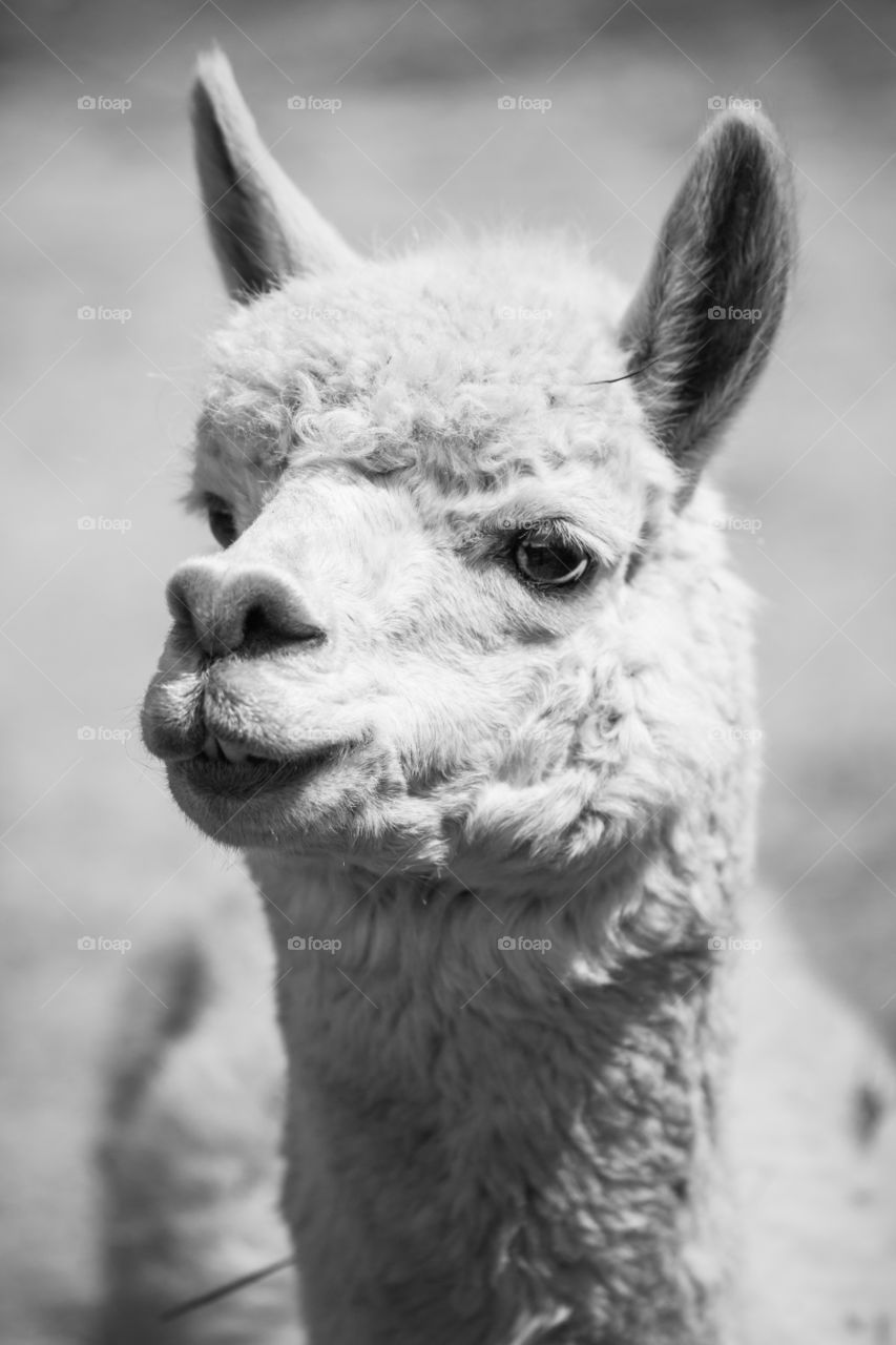 Alpaca Model