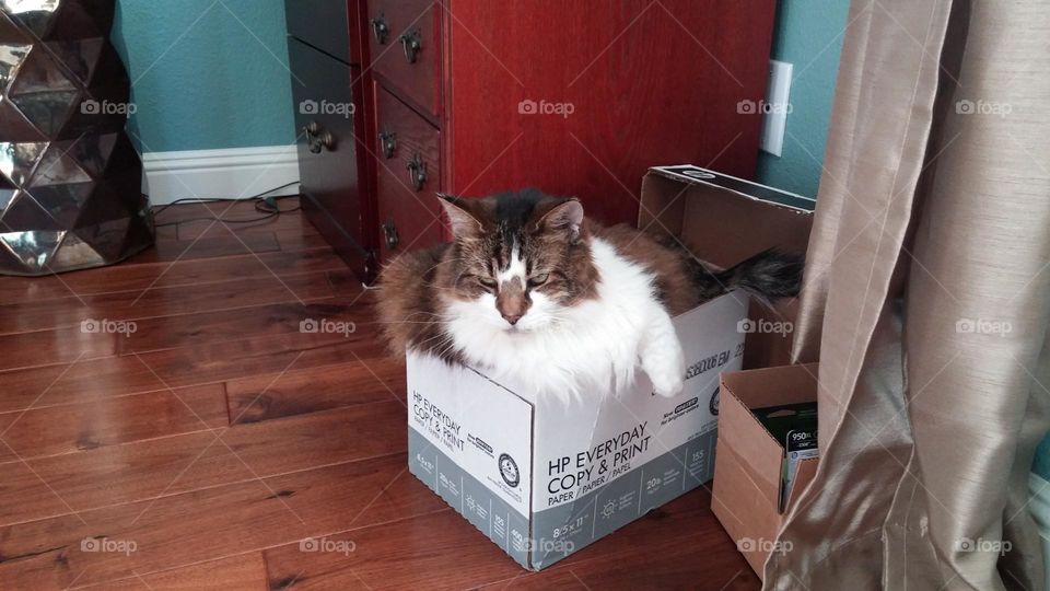 This cat is comfortable in the box of paper, and she doesn’t care to move even if you need some paper!