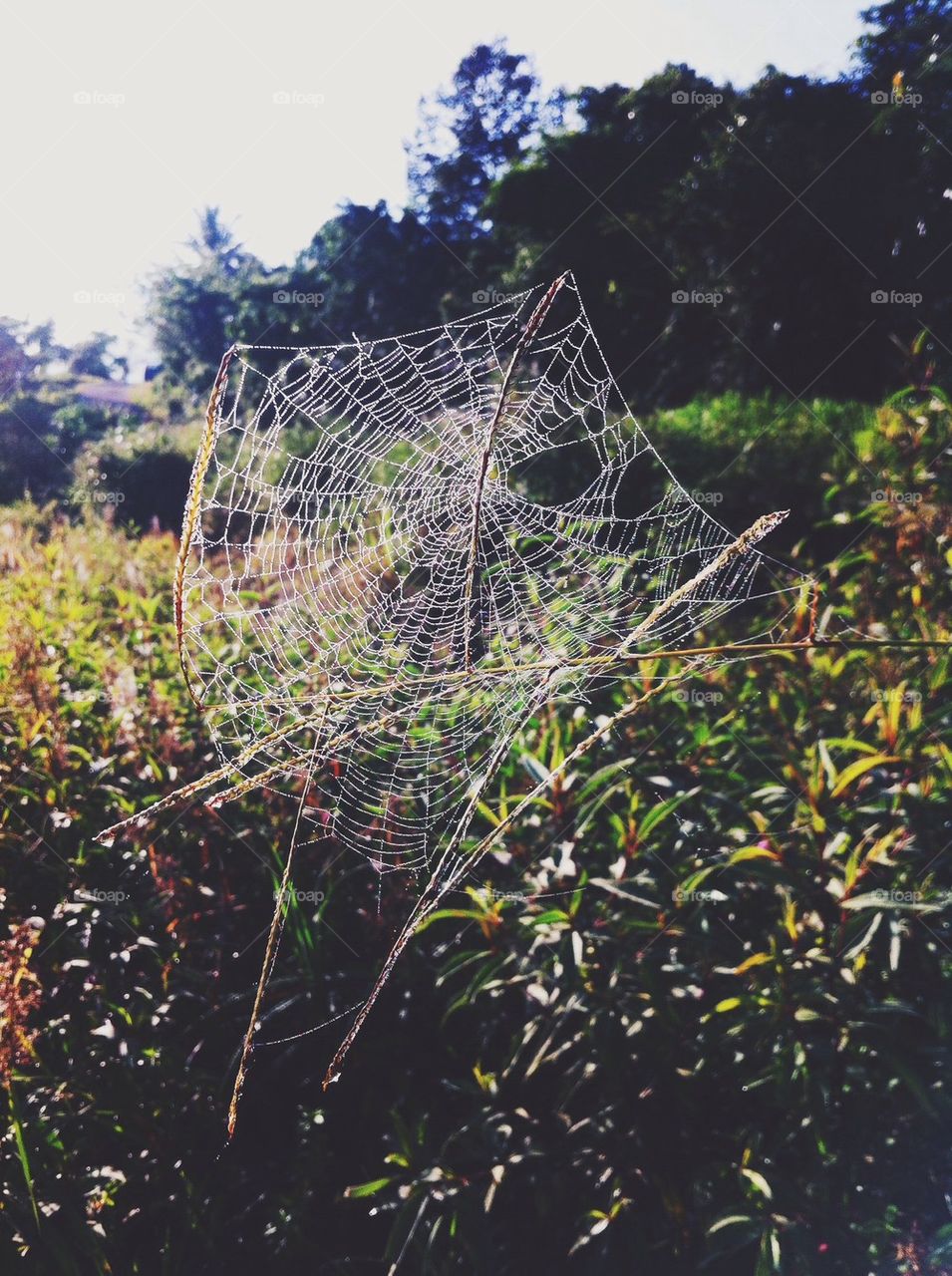 A spider's web