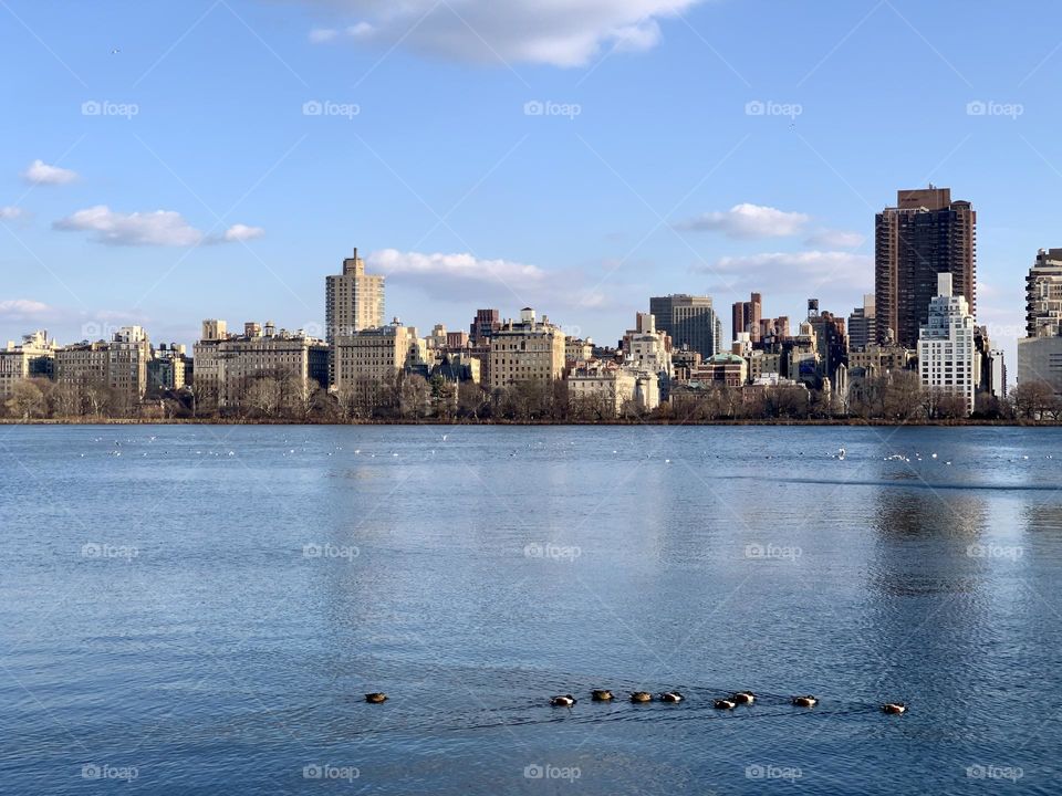 Ducks in Jacqueline reservoir during winter.