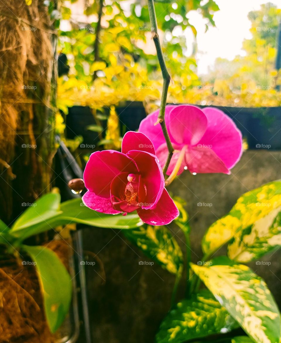 blooming Orchid Flower